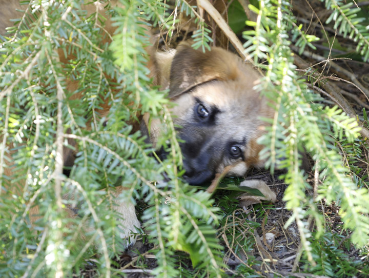chinook dog